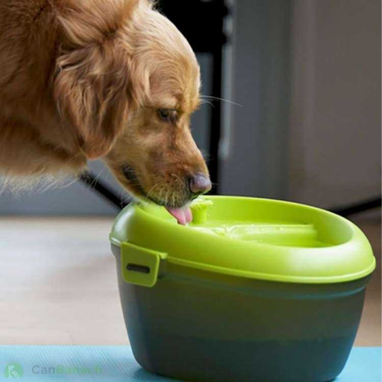 Fuente de Agua para Perro Verde - Image 2
