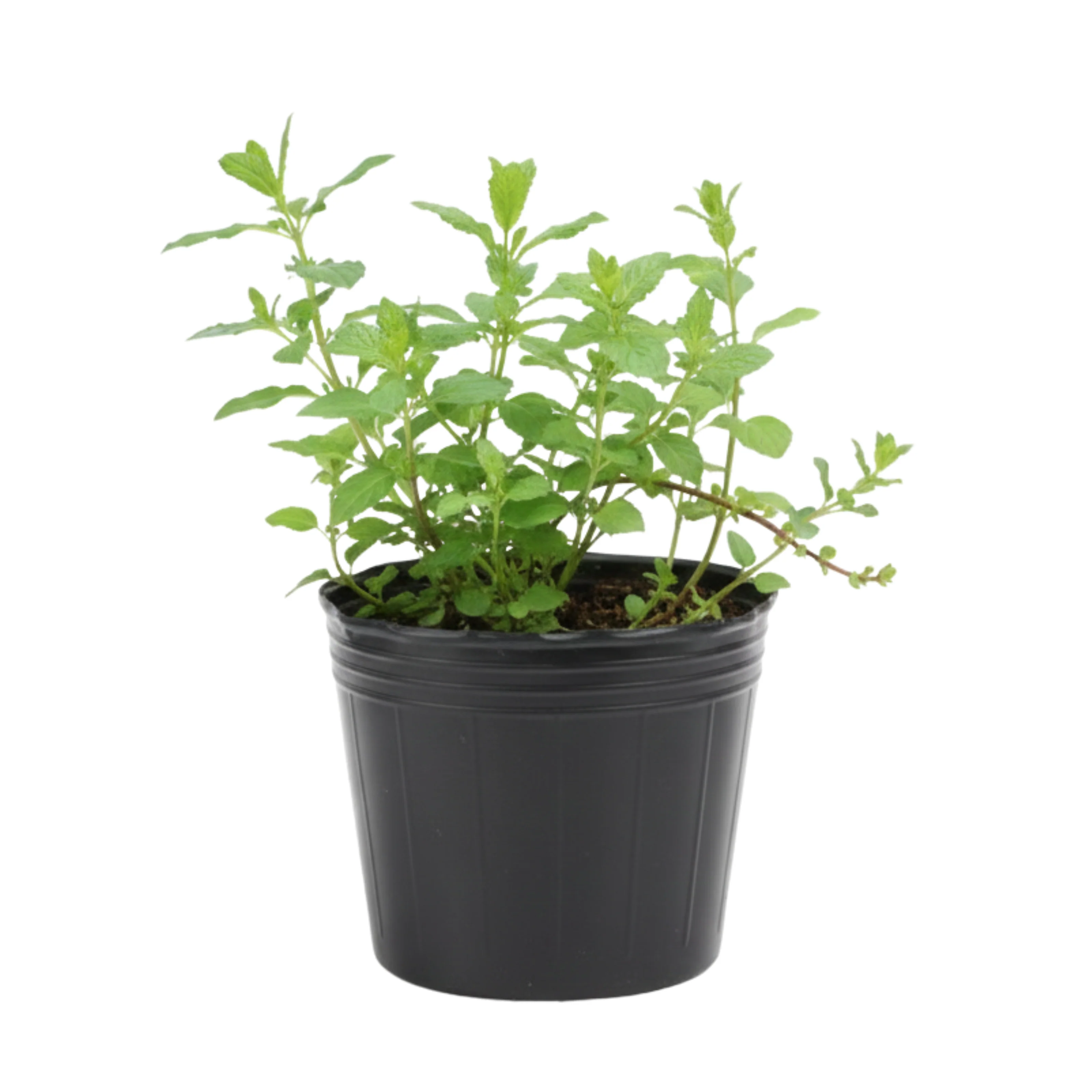 Planta Menta