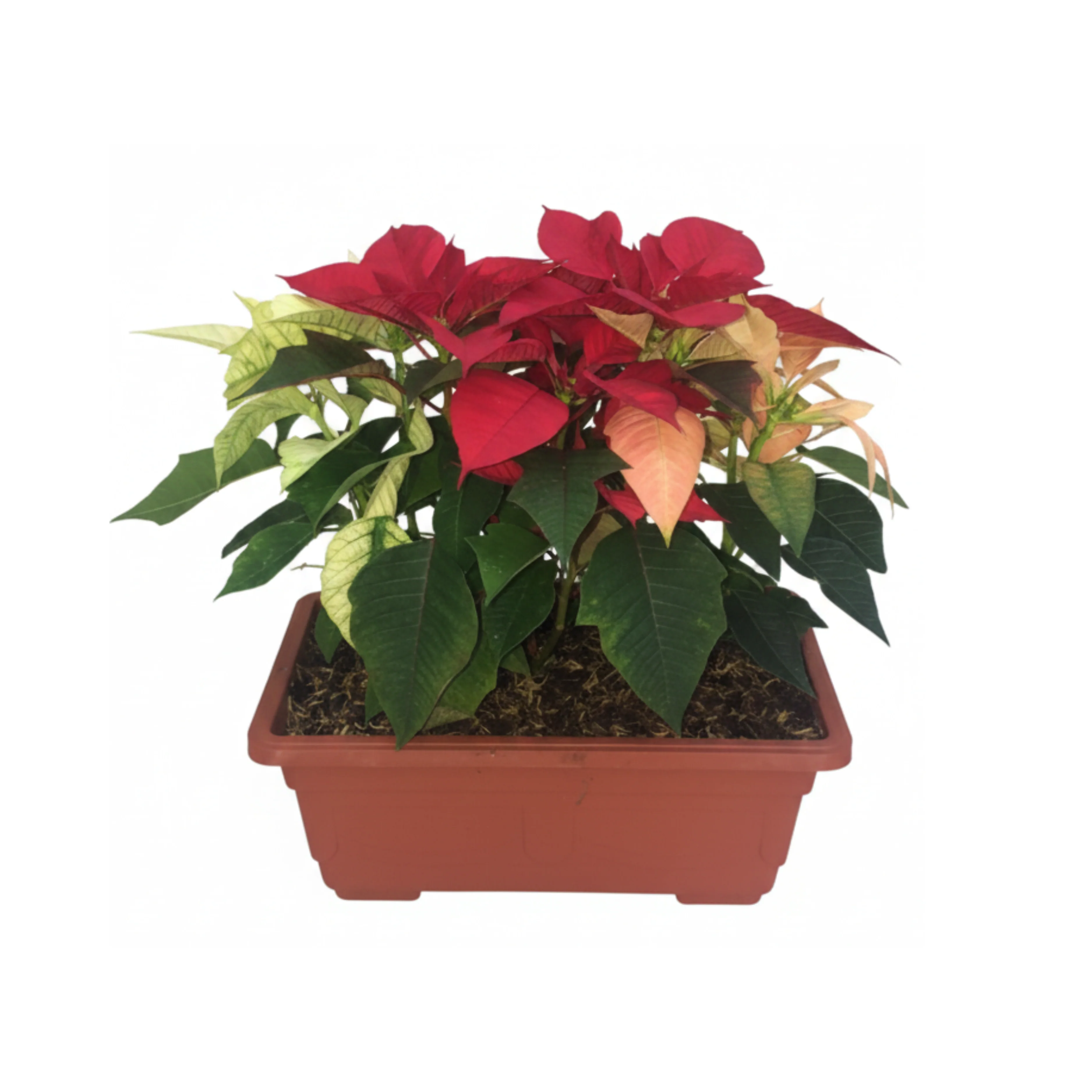 Poinssettia En Pote Cuadrado - Image 2